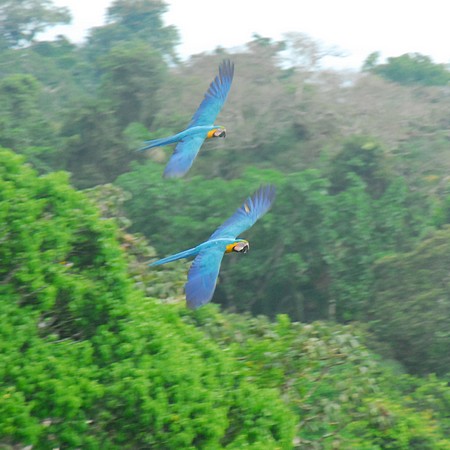 Equateur Amazonie
